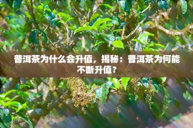 普洱茶为什么会升值，揭秘：普洱茶为何能不断升值？