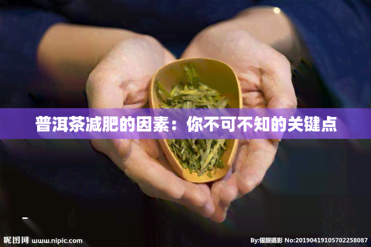 普洱茶减肥的因素：你不可不知的关键点