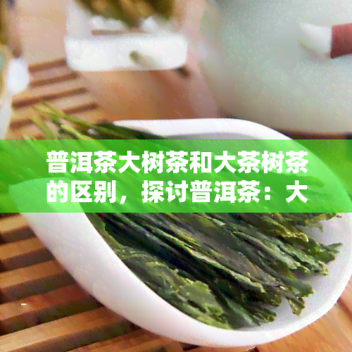 普洱茶大树茶和大茶树茶的区别，探讨普洱茶：大树茶与大茶树茶的差异