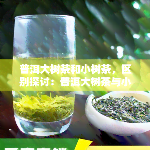 普洱大树茶和小树茶，区别探讨：普洱大树茶与小树茶的口感、香气及收藏价值