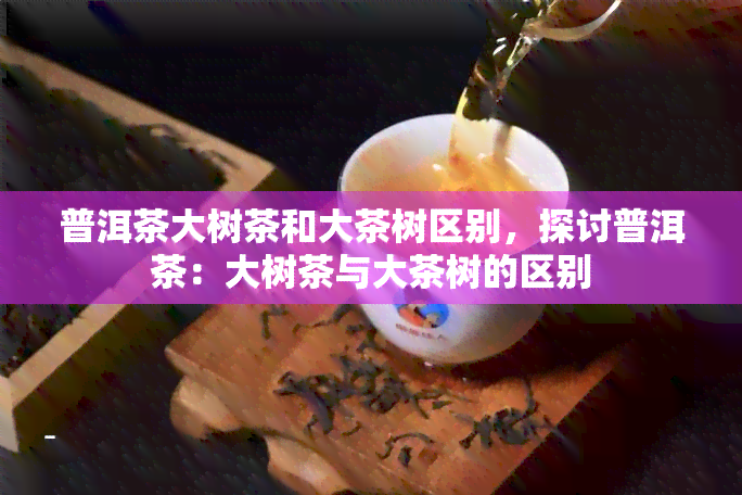 普洱茶大树茶和大茶树区别，探讨普洱茶：大树茶与大茶树的区别