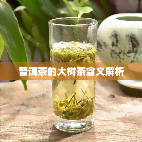 普洱茶的大树茶含义解析