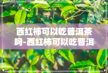 西红柿可以吃普洱茶吗-西红柿可以吃普洱茶吗有吗