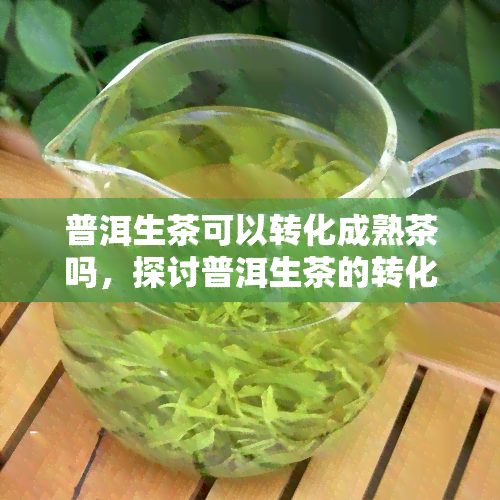 普洱生茶可以转化成熟茶吗，探讨普洱生茶的转化过程：从生茶到熟茶的可能性