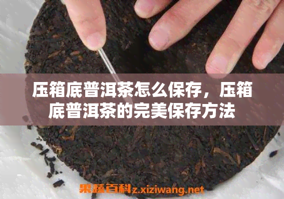 压箱底普洱茶怎么保存，压箱底普洱茶的完美保存方法