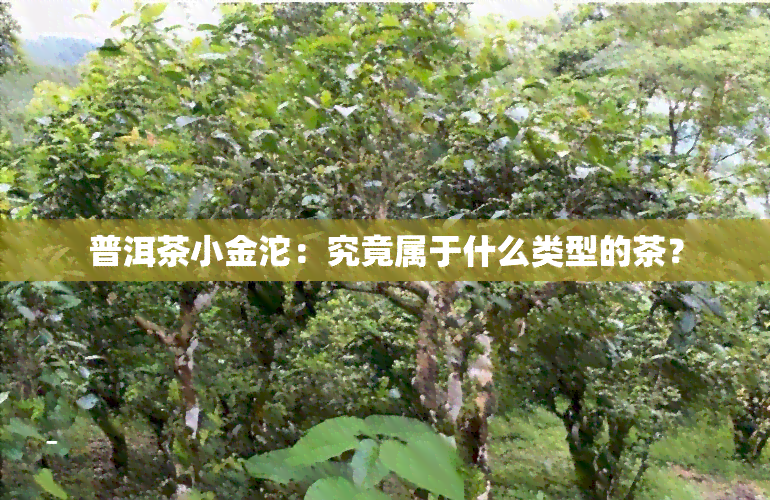 普洱茶小金沱：究竟属于什么类型的茶？