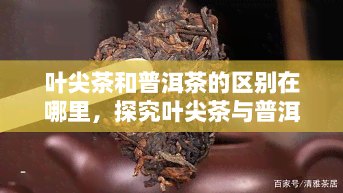 叶尖茶和普洱茶的区别在哪里，探究叶尖茶与普洱茶的差异：从原料、工艺到口感的全面对比