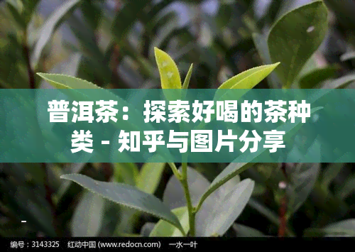 普洱茶：探索好喝的茶种类 - 知乎与图片分享