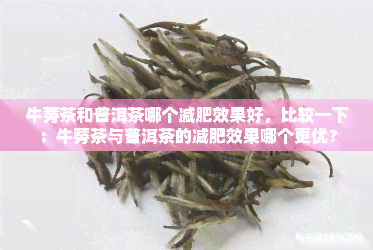 牛蒡茶和普洱茶哪个减肥效果好，比较一下：牛蒡茶与普洱茶的减肥效果哪个更优？