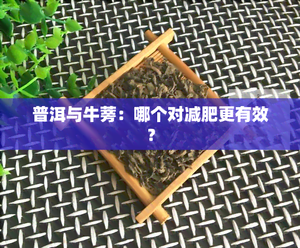 普洱与牛蒡：哪个对减肥更有效？