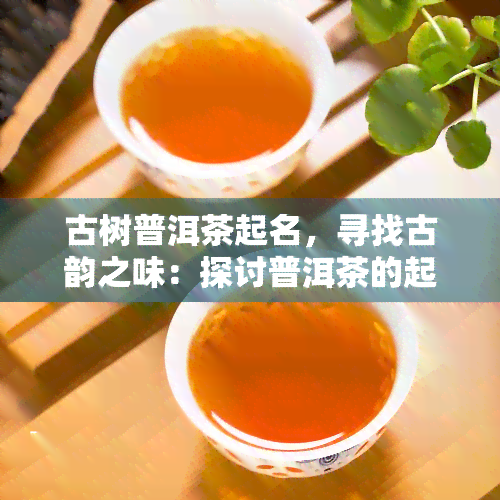 古树普洱茶起名，寻找古韵之味：探讨普洱茶的起源与命名