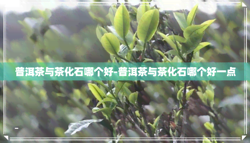 普洱茶与茶化石哪个好-普洱茶与茶化石哪个好一点