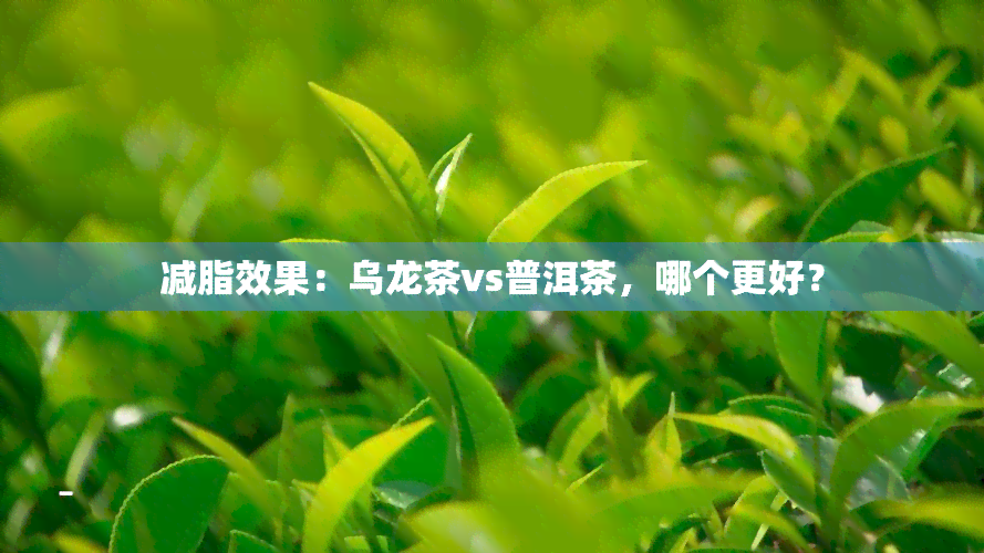 减脂效果：乌龙茶vs普洱茶，哪个更好？