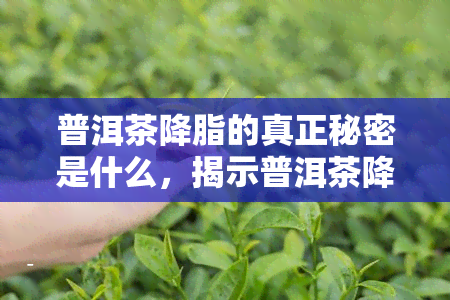 普洱茶降脂的真正秘密是什么，揭示普洱茶降脂背后的科学秘密