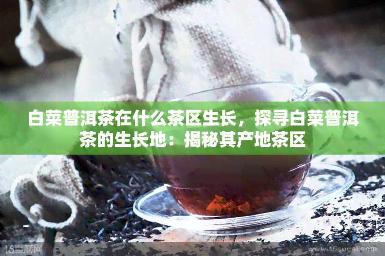 白菜普洱茶在什么茶区生长，探寻白菜普洱茶的生长地：揭秘其产地茶区