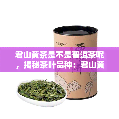 君山黄茶是不是普洱茶呢，揭秘茶叶品种：君山黄茶与普洱茶有何不同？