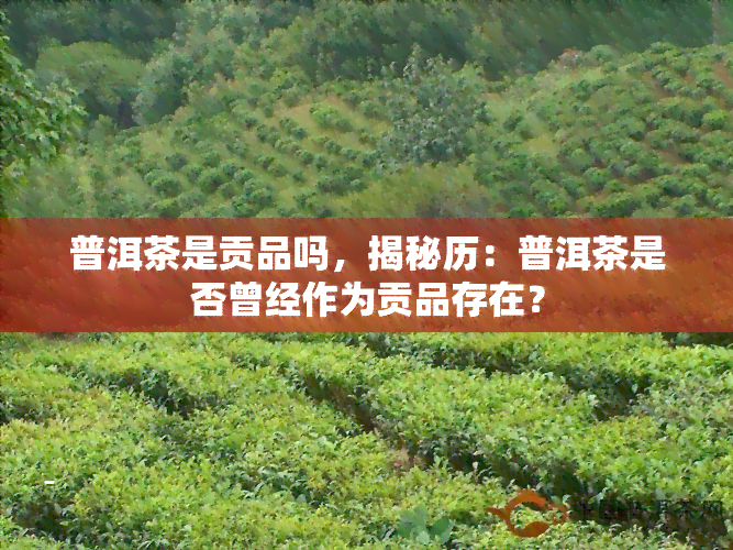 普洱茶是贡品吗，揭秘历：普洱茶是否曾经作为贡品存在？