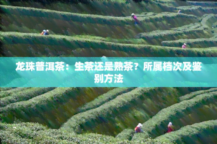 龙珠普洱茶：生茶还是熟茶？所属档次及鉴别方法