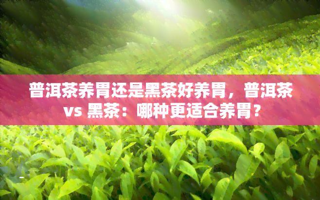 普洱茶养胃还是黑茶好养胃，普洱茶 vs 黑茶：哪种更适合养胃？