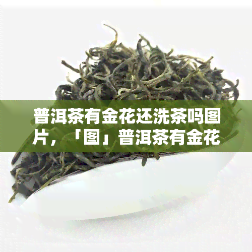 普洱茶有金花还洗茶吗图片，「图」普洱茶有金花还需要洗茶吗？