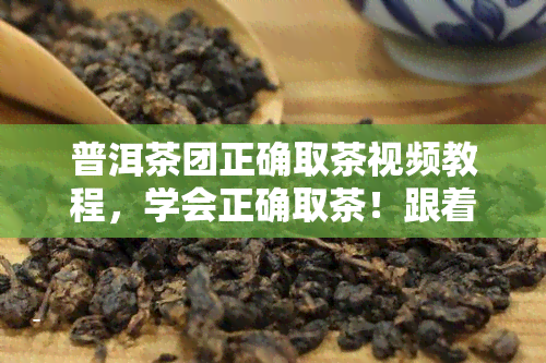 普洱茶团正确取茶视频教程，学会正确取茶！跟着视频教程轻松泡出美味的普洱茶团