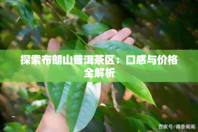 探索布朗山普洱茶区：口感与价格全解析