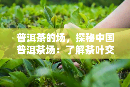 普洱茶的场，探秘中国普洱茶场：了解茶叶交易的奥秘与商机