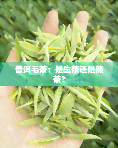 普洱毛茶：是生茶还是熟茶？