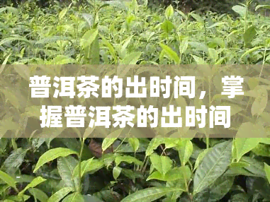 普洱茶的出时间，掌握普洱茶的出时间：关键步骤与技巧