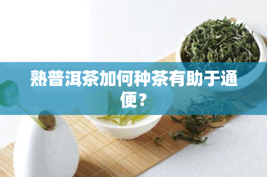 熟普洱茶加何种茶有助于通便？