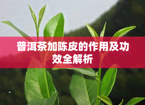 普洱茶加陈皮的作用及功效全解析