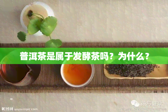 普洱茶是属于发酵茶吗？为什么？