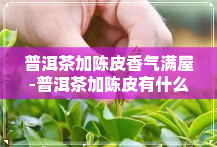 普洱茶加陈皮香气满屋-普洱茶加陈皮有什么作用