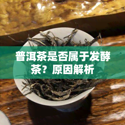 普洱茶是否属于发酵茶？原因解析