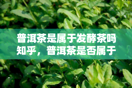 普洱茶是属于发酵茶吗知乎，普洱茶是否属于发酵茶？——知乎上的讨论与解答