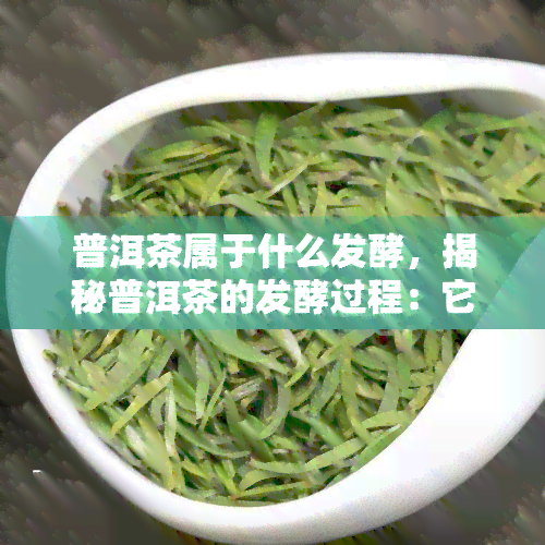 普洱茶属于什么发酵，揭秘普洱茶的发酵过程：它属于何种发酵类型？