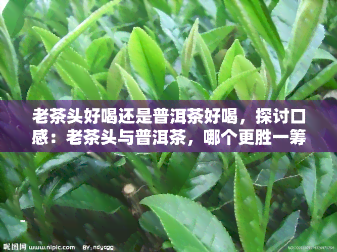 老茶头好喝还是普洱茶好喝，探讨口感：老茶头与普洱茶，哪个更胜一筹？