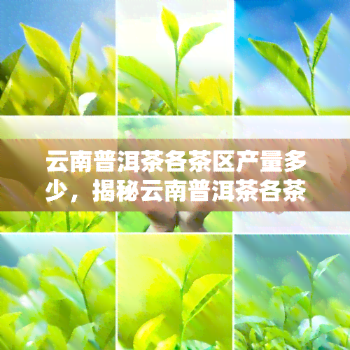 云南普洱茶各茶区产量多少，揭秘云南普洱茶各茶区的产量数据