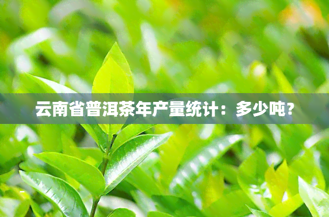 云南省普洱茶年产量统计：多少吨？