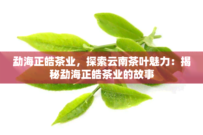 勐海正皓茶业，探索云南茶叶魅力：揭秘勐海正皓茶业的故事