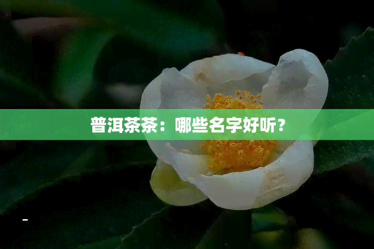 普洱茶茶：哪些名字好听？