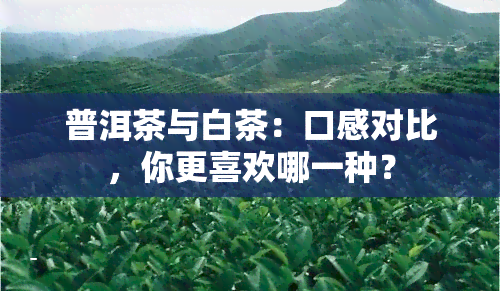 普洱茶与白茶:口感对比,你更喜欢哪一种?