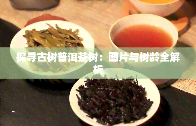 探寻古树普洱茶树：图片与树龄全解析