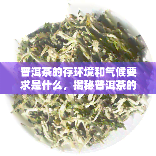 普洱茶的存环境和气候要求是什么，揭秘普洱茶的理想存环境与气候要求