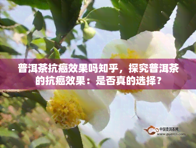 普洱茶抗癌效果吗知乎，探究普洱茶的抗癌效果：是否真的选择？