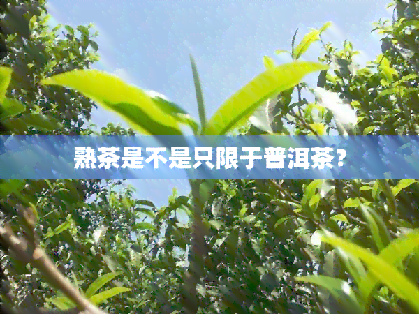 熟茶是不是只限于普洱茶？