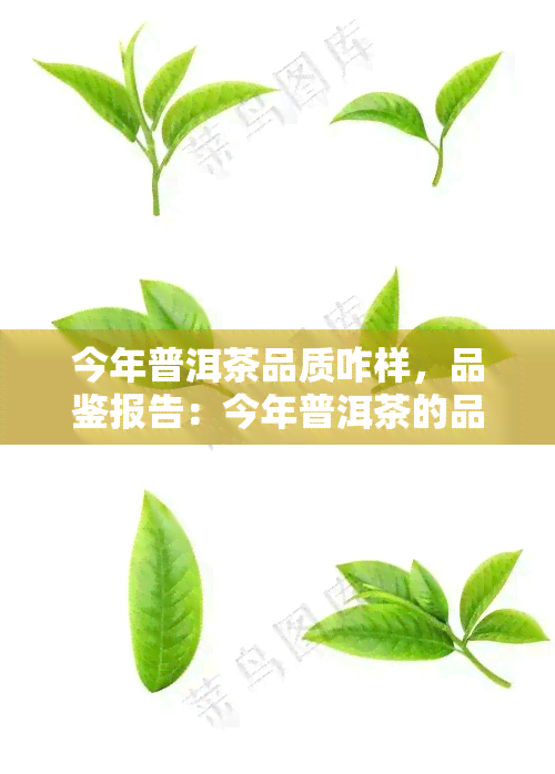 今年普洱茶品质咋样，品鉴报告：今年普洱茶的品质如何？