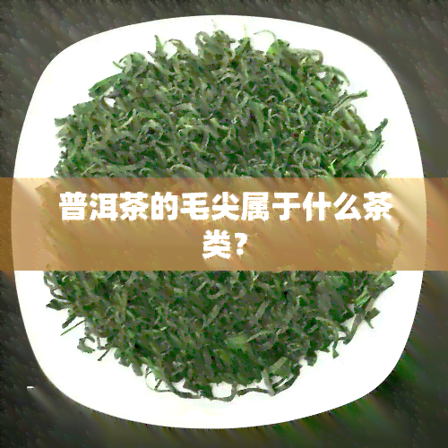 普洱茶的毛尖属于什么茶类？