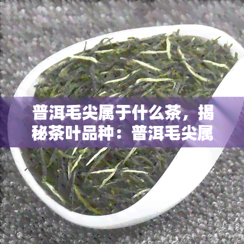 普洱毛尖属于什么茶，揭秘茶叶品种：普洱毛尖属于哪一类茶？