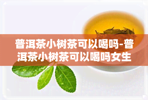 普洱茶小树茶可以喝吗-普洱茶小树茶可以喝吗女生